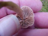 Hebeloma sacchariolens image