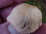 Laccaria bicolor image