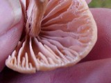 Laccaria bicolor image