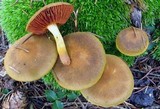 Cortinarius semisanguineus image