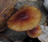 Mycena atkinsoniana image