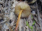 Mycena atkinsoniana image