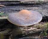 Agrocybe firma image