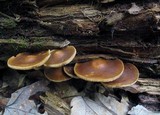 Agrocybe firma image