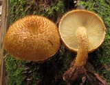 Leucopholiota decorosa image