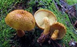 Leucopholiota decorosa image