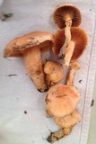 Chroogomphus tomentosus image