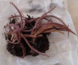 Alloclavaria purpurea image