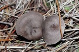 Tricholoma terreum image