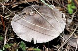Tricholoma terreum image