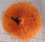 Hygrophoropsis aurantiaca image