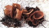 Otidea onotica image