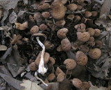 Psathyrella piluliformis image