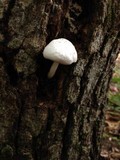 Pluteus petasatus image