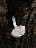Pluteus petasatus image