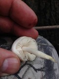 Pluteus petasatus image