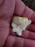 Sarcodontia pachyodon image