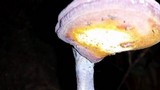 Ganoderma curtisii image