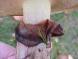 Suillus luteus image