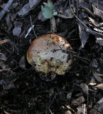 Suillus caerulescens image