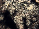 Punctularia atropurpurascens image
