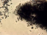 Punctularia atropurpurascens image