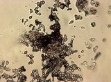 Punctularia atropurpurascens image