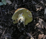 Suillus caerulescens image
