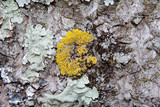 Candelaria fibrosa image