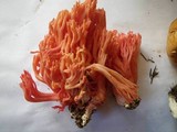 Ramaria araiospora image