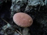 Xerocomus persicolor image