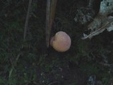 Xerocomus persicolor image