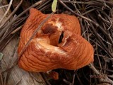 Image of Hydnum ferruginescens