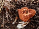 Hydnum ferruginescens image