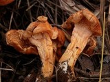 Hydnum ferruginescens image