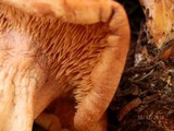 Hydnum ferruginescens image