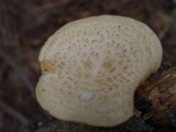 Polyporus craterellus image