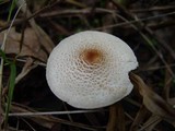 Lepiota cristata image