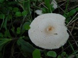 Lepiota cristata image