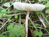 Lepiota cristata image