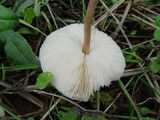 Lepiota cristata image