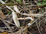 Lepiota cristata image