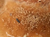 Coriolopsis gallica image
