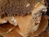 Coriolopsis gallica image