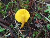 Phylloporus rhodoxanthus image