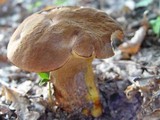 Boletus fragrans image