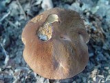 Boletus fragrans image