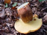 Boletus fragrans image