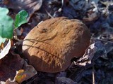 Boletus fragrans image