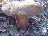 Boletus fragrans image